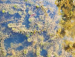 Image result for Hydrilla