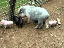 She is almost 2, is spayed and healthy. Feeder Pigs For Sale Wisconsin 07 2021