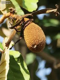 Image result for Pterospermum acerifolium