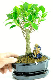 Its stiff bristles are useful for removing dead leaves or extra soil from the surface of bonsai after transplanting or prior to display. Stunning Indoor Ficus Bonsai Black Lotus Pot