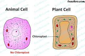 The appearance of the furrow in the cell membrane classifies the stage as the late anaphase. Important Points Of Cytoplasm Cells Chapter 8 Class 8 Science