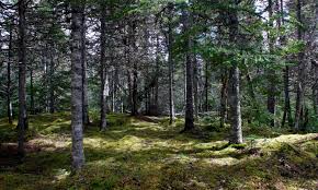 I can manage my clinic more freely and keep good relationship with my clients all the time. Indigenous Peoples And Fogo Island Fogo Island Inn Fogo Island Inn
