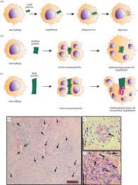 Nike sues satan shoes and kanye launches jesus. Mesenchymal Stem Cell Based Bioengineered Constructs Foreign Body Response Cross Talk With Macrophages And Impact Of Biomaterial Design Strategies For Pelvic Floor Disorders Interface Focus