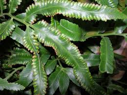 Image result for Davalliaceae