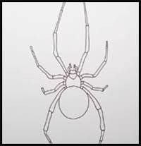 It is a genus of spider & its scientific name is latrodectus. How To Draw Spiders Drawing Tutorials Drawing How To Draw Spiders Cartoons Scary Spiders Faces Drawing Lessons Step By Step Techniques For Cartoons Illustrations