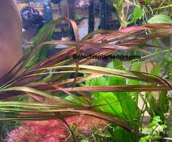 Image result for Blyxa