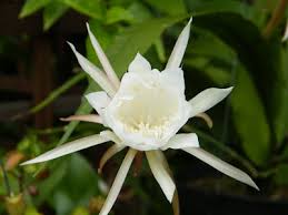 Image result for Thunbergia graminifolia