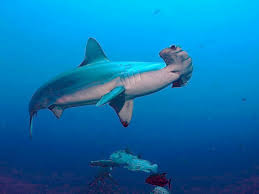 Latitud longitud y altitud de la isla tiburon. Tiburon Martillo Habitat Alimentacion Reproduccion Y Enemigos Naturales