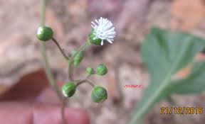 Image result for Adenostemma