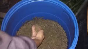 Petani Berdasi Budidaya Pakan Sidat Dengan Harga 3000 Youtube
