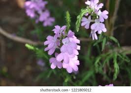 Image result for Striga chrysantha