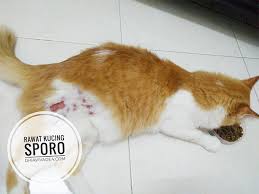 Kucing adalah salah satu hewan yang kerap sekali mengalami penyakit pada kulitnya. Kos Rawat Kucing Sporo Guna Ubat Antifungus Dan Liv52 Murah Jer Dhia Vivadea