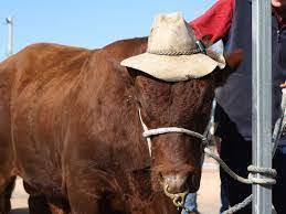From a motherly highland cow. I Present Cows In Hats Album On Imgur