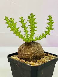 Image result for Euphorbia fanshawei