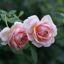 Abraham Darby Blooming In The Rain Rose Roses Englishrose Davidaustinroses Rosegarden Garden Mygarden Myroseg Rose David Austin Roses Pretty Flowers
