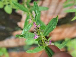 Image result for Polygala erioptera