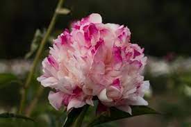 Lord Cavin Peony Each Flower Varies With It S Red Highlights Bare Root Peonies Peonies Garden Peonies