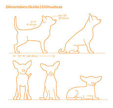 Chihuahua Dog Anatomy Chihuahua Animal Drawings