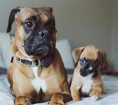 Boxer Puppy And Dogs At Best Price In Lucknow Uttar Pradesh Saurabh Y Agarwal Shop dog gifts this holiday season, including personalized dog collars, dog beds and more. boxer puppy and dogs