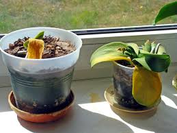We did not find results for: Orchid Leaves Turning Yellow Is This Normal Brilliant Orchids