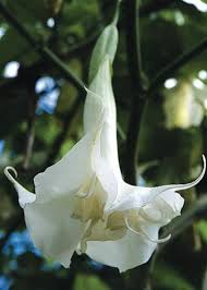 Image result for Brugmansia