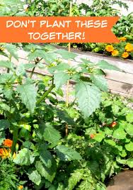 Check spelling or type a new query. Don T Plant These Together Either Companion Planting Part 2 Moms Need To Know