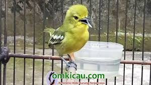 Pakan cipoh berbicara mengenai pakan, apabila anda membeli cipoh dari penjual burung di pasar, biasanya untuk minggu pertama, burung harus diberikan kesempatan melakukan adaptasi dengan tempat (lingkungan) barunya. Cara Merawat Burung Cipoh Bakalan Agar Rajin Bunyi Om Kicau