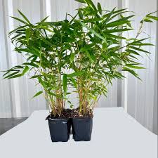 Image result for Lagenaria rufa