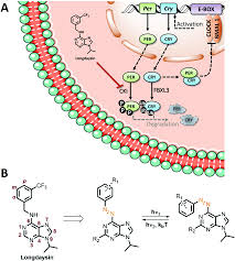 Peringatan mesra kami dari master langsai cukai kepada anda semuaa. Reductive Stability Evaluation Of 6 Azopurine Photoswitches For The Regulation Of Ckia Activity And Circadian Rhythms Organic Biomolecular Chemistry Rsc Publishing Doi 10 1039 D1ob00014d