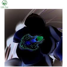 Check spelling or type a new query. Black Orchid 3d Diamond Painting Flower Full Square Drill Needlework Rhinestone Embroidery Sets Mosaic Pattern Diy Cross Stitch 3d Diamond Painting Flowers 3d Diamond Painting3d Diamond Aliexpress