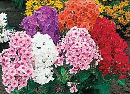Garden and meadow phlox produce large panicles of. Do Rabbits Eat Phlox Including Creeping Phlox Pet Care Advisors