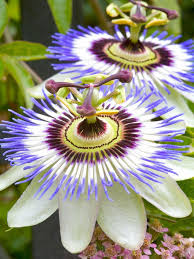 10 Bonny Blue Plants And Flowers Cicek Tropik Cicekler Bitki