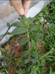 Genus ini termasuk satu spesies, common fig, yang menghas Penawar Gout Jus Ara Tanah Posts Facebook