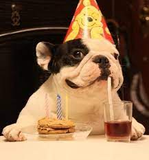 Are Those Singing Waitresses Coming Towards Me Happy Birthday Funny Dog Happy Birthday Cousin Happy Birthday Funny
