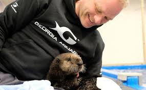 It has short claws that do not extend beyond the pads of its webbed digits. Baby Sea Otters Relocate To Georgia Aquarium