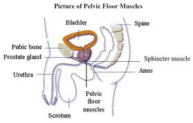 Your doctor also will perform a physical exam. Kegel Exercises For Men What Are Kegel Exercises Kegel Faqs Ucla Urology