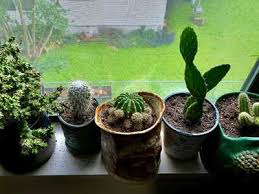 Cherry Meadows-Dan Jean Oaks, Austin