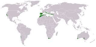 Africa, mediterranean sea, arabian peninsula centered map. Map Of Mediterranean Forests Woodlands And Scrub 1262x628 Mapporn