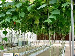 Hydroponic Cucumbers Growing In A Rockwool Growing Media At Epcot Center S The Land Exhibit Hydroponics Garden Center Displays Growing Cucumbers
