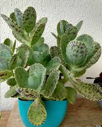 Kalanchoe Marmorata Plants Succulents Garden Planting Succulents