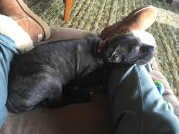 Cane Corso Yavrusu Sahiplerinin Ihtiyac Duyacagi Yetistirme Onerileri