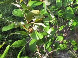 Image result for Paropsia brazzeana