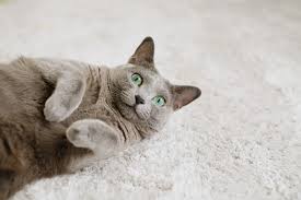 毛が短い猫10選！短毛種の特徴や飼育のポイントを紹介 | ペットショップ 犬の家&猫の里 | 子犬だけでなく子猫の情報もたくさん