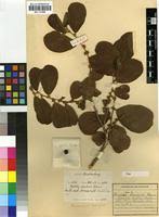 Image result for Bridelia mollis