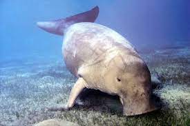 Pilih daripada ikan sumber grafik dan muat turun dalam bentuk png, eps, ai atau psd. Keberadaan Ikan Duyung Di Sulamu Akan Dipastikan Antara News