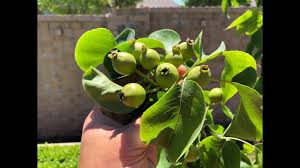 Your magness pear tree is in flowering group 3. Growing Asian Pear Trees Part 2 Youtube