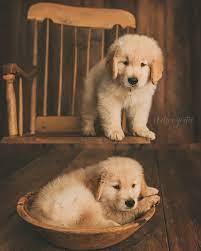 8 Weeks Old Goldpaw S Chips Ahoy Matey Brier Golden Retriever Puppy Puppypictures Retriever Puppy Baby Dogs Puppies