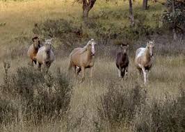 The brumbies, formerly known as the act brumbies and officially known as the plus500 brumbies for sponsorship reasons, represent the act and parts of new south wales in super rugby. Rettet Die Brumbys Ein Pladoyer Fur Die Australischen Wildpferde Reiten Weltweit Info Reiten Und Pferde Online