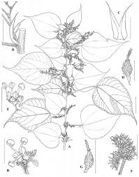 Image result for Didymodoxa