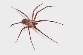 Even turn off the porch lights if you need to. Are Brown Recluse Spiders Dangerous